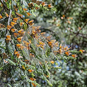 Monarch Butterfly Biosphere Reserve in Michoacan, Mexico