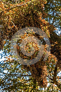 Monarch Butterfly Biosphere Reserve in Michoacan, Mexico