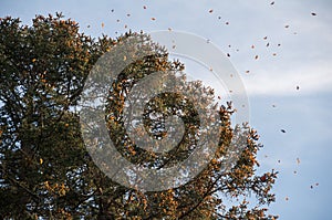 Monarch Butterfly Biosphere Reserve, Michoacan (Mexico) photo