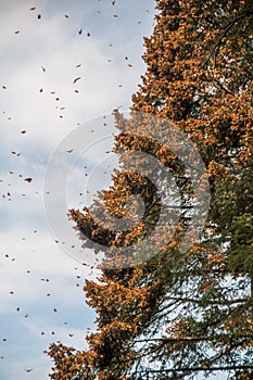 Monarch Butterfly Biosphere Reserve, Michoacan (Mexico)