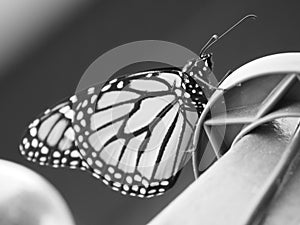 Monarch butterfly in black and white