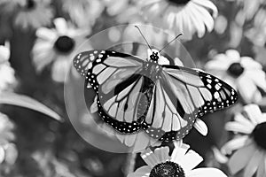 Monarch Butterfly - Black and White - Danaus plexippus