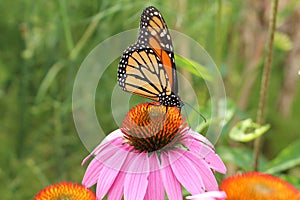 Monarch Butterfly on Blacksamson Echinacea flower
