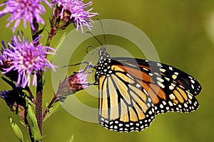 Monarch Butterfly on Blazing Star  602166