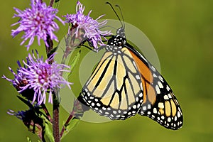 Monarch Butterfly on Blazing Star  602168 photo