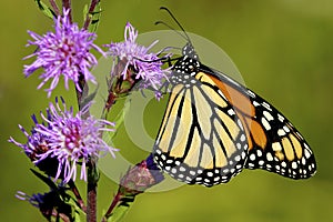Monarch Butterfly on Blazing Star  602169 photo