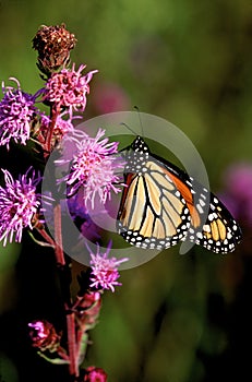 Monarch Butterfly on Blazing Star  55612 photo