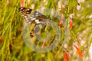 A Monarch butterfly blending in perfectly.