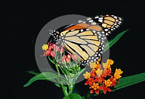 Monarch Butterfly on Bloodflower