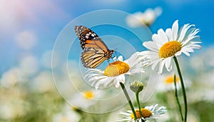 Monarch butterfly on blooming daisy flowers