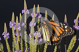 Monarch butterfly on blue vervain flowers in New Hampshire.