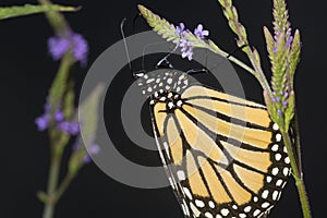 Monarch butterfly on blue vervain flowers in New Hampshire.