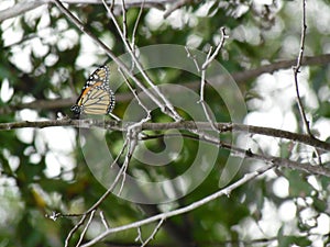 Monarch Butterfly on the Branch