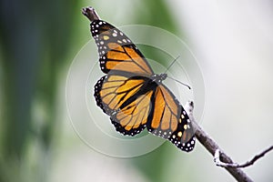 Monarch Butterfly on a branch