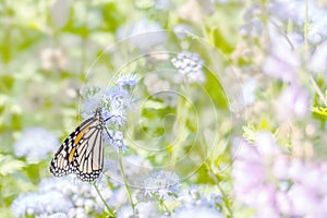 monarch butterfly in bright wildflower garden photo