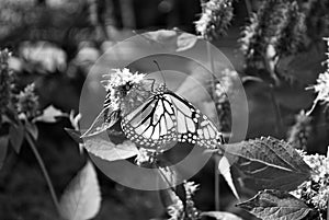Black and white Monarch butterfly with a broken wing on a blue Veronica flower