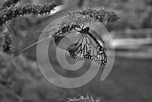 Black and wite Monarch butterfly with a broken wing on a blue Veronica flower