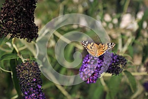 Monarch butterfly on a Buddleja davidii Black Knight photo