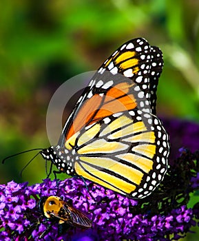 Monarch butterfly and bumblebee on purple flower