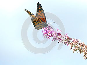 Monarch Butterfly on a Butterfly Bush