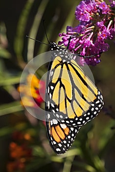 Monarch Butterfly on Butterfly Bush