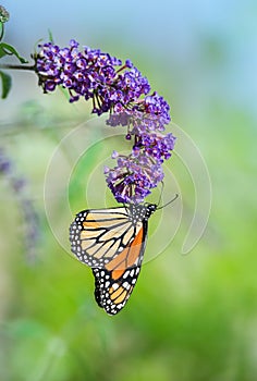 Monarch butterfly on butterfly bush flower