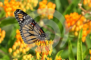 Monarch Butterfly on Butterfly Weed Flowers