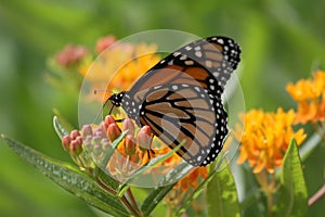 Monarch Butterfly - Butterfly weed photo