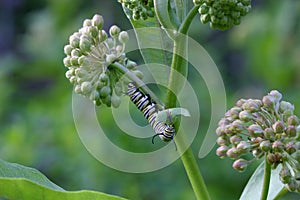 Monarch Butterfly Catepillar photo