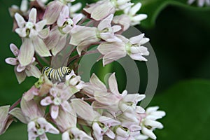 Monarch Butterfly Caterpilar on Milkweed photo