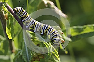 Monarch Butterfly Caterpillar