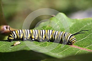 Monarch Butterfly Caterpillar