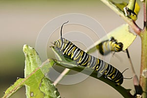 Monarch Butterfly Caterpillar