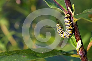 Monarch Butterfly Caterpillar