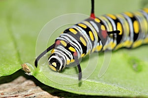 Monarch butterfly caterpillar