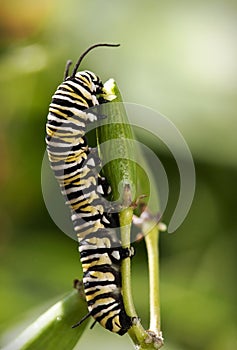 Monarch Butterfly Caterpillar