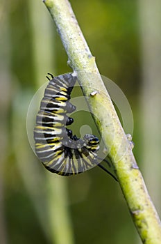 Monarch butterfly caterpillar