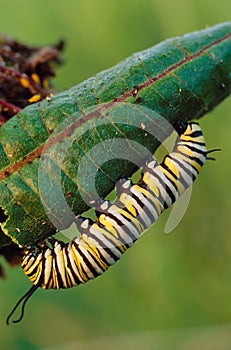 Monarch Butterfly Caterpillar photo