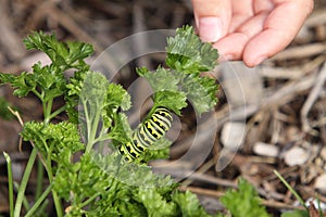 Monarch Butterfly Caterpillar