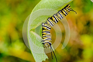 Monarch Butterfly Caterpillar