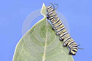 Monarch Butterfly Caterpillar (danaus plexippus)