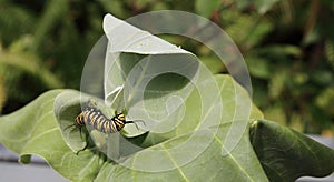 Monarch Butterfly Caterpillar (Danaus plexippus)