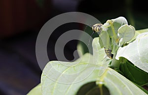 Monarch Butterfly Caterpillar (Danaus plexippus)