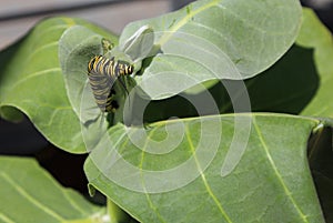 Monarch Butterfly Caterpillar (Danaus plexippus)