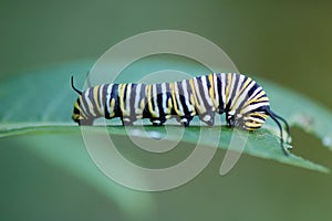 Monarch Butterfly Caterpillar, Danaus plexippus