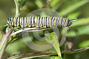 Monarch Butterfly Caterpillar, Danaus plexippus