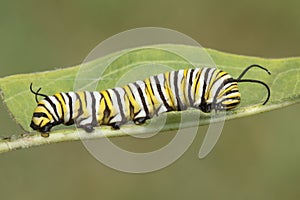 Monarch Butterfly Caterpillar (danaus plexippus)