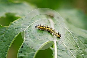 Monarch butterfly caterpillar