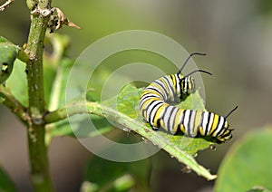 Monarch Butterfly Caterpillar