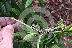 Monarch Butterfly Caterpillar on Leaf